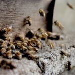 Hoe kan ik het beste een wespennest bestrijden?